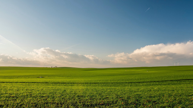 Green field clouds cows matte free wallpaper - medium preview image
