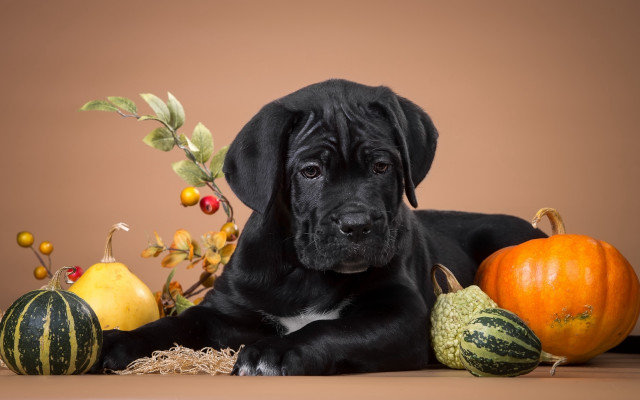 Black dog pumpkins gourds halloween free wallpaper - medium preview image