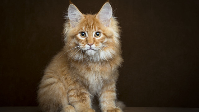 Fluffy orange cat sad blue free wallpaper - medium preview image