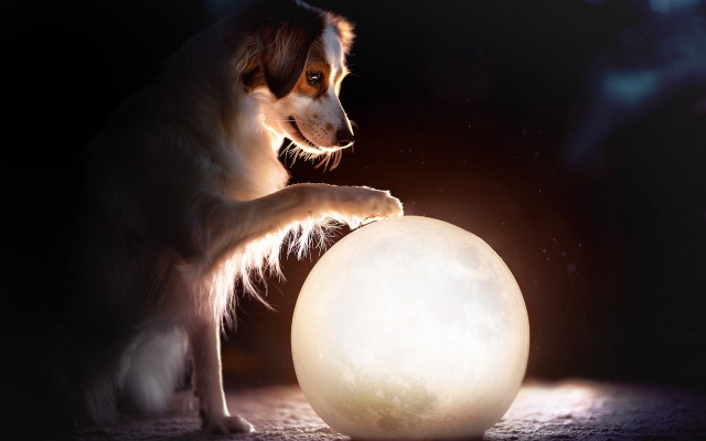Dog ball moon night space free wallpaper - medium preview image