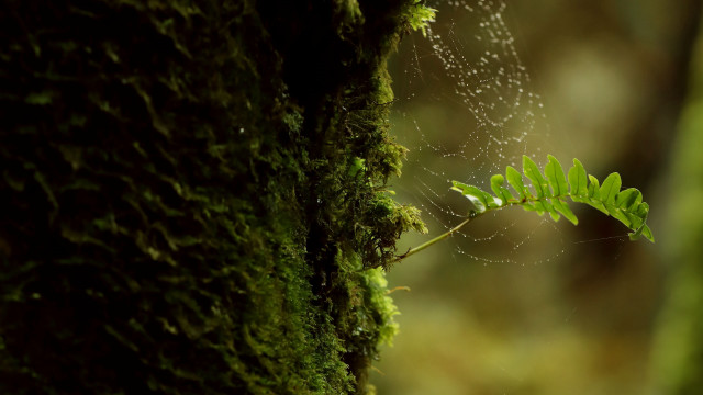 Green plant spider web moss #2 free wallpaper - medium preview image