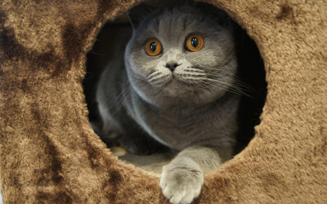 Cat tree window camera carlos free wallpaper - medium preview image