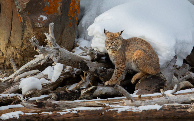 Cat walking wood snow tree free wallpaper - medium preview image