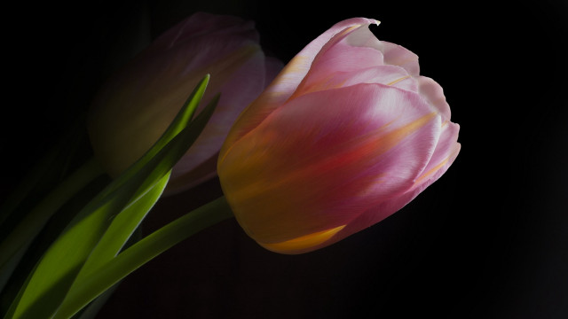 Pink flower black background green free wallpaper - medium preview image