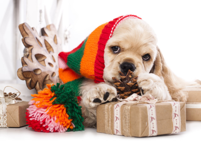 Puppy hat scarf gift presents free wallpaper - medium preview image