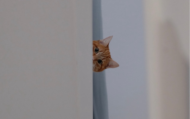 Cat peeking wall carlos catasse free wallpaper - medium preview image