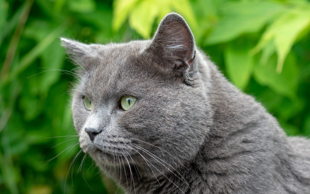 Gray cat green eyes bush free wallpaper - medium preview image