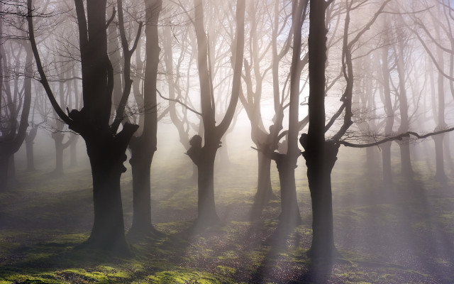 Foggy forest sunlight climbers magic free wallpaper - medium preview image