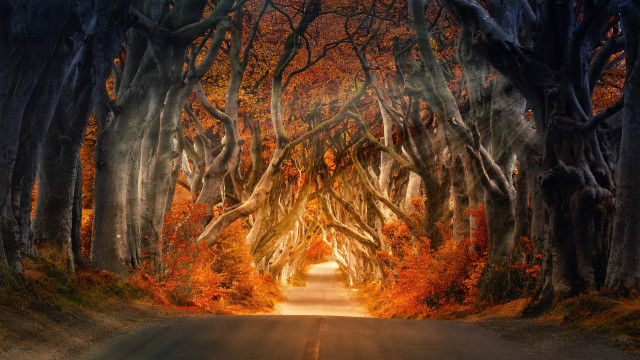 Tunnel of trees autumn leaves free wallpaper - medium preview image