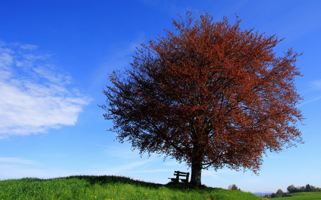 Tree bench hill autumn leaves free wallpaper - medium preview image