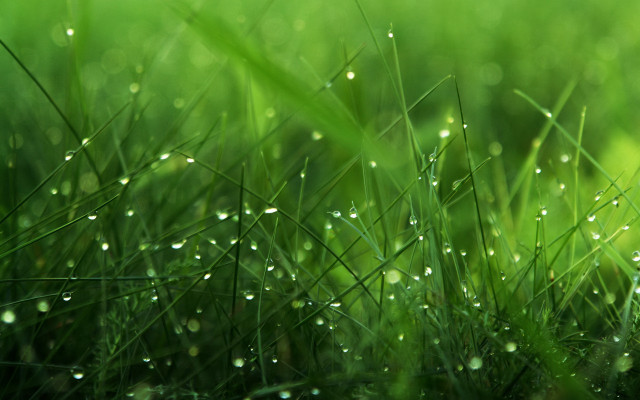 Grass water droplets macro nature #2 free wallpaper - medium preview image