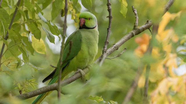 Green bird branch leaves beak free wallpaper - medium preview image