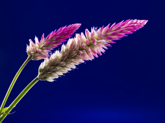Flower blue background tiltshift wings free wallpaper - medium preview image