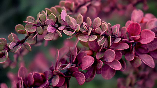 Purple flower leaves bokeh macro free wallpaper - medium preview image