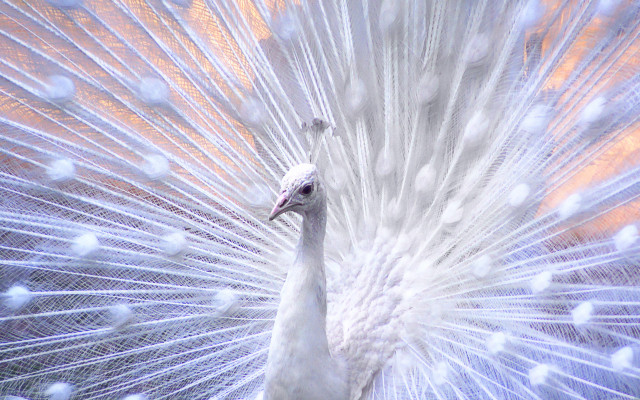 Peacock feathers spread blurred background free wallpaper - medium preview image
