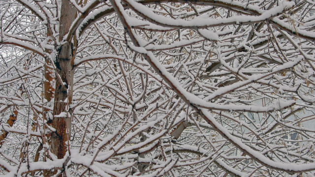Snowy tree forest bird impressionist free wallpaper - medium preview image