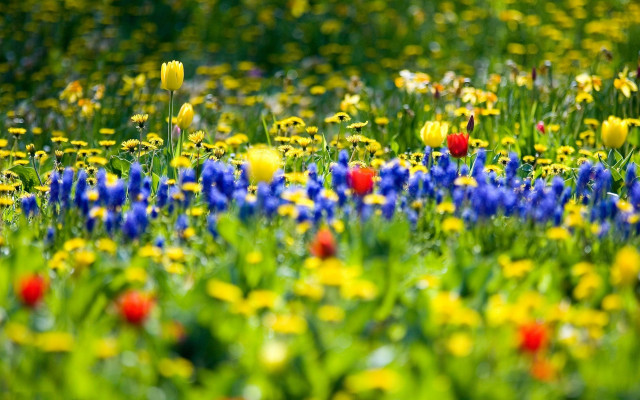 Flower field yellow red green #2 free wallpaper - medium preview image