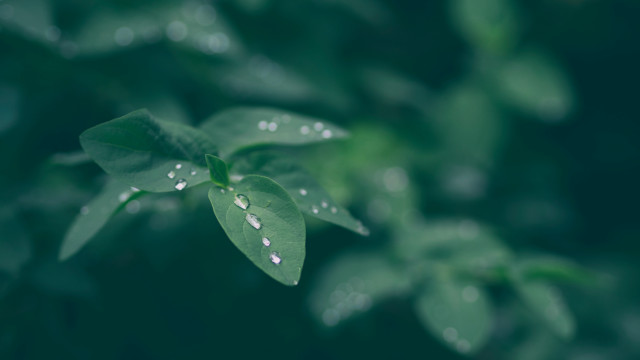 Green leaf water droplets bokeh #3 free wallpaper - medium preview image