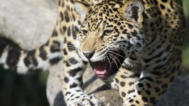 Leopard muzzle open sharp claws free wallpaper - medium preview image