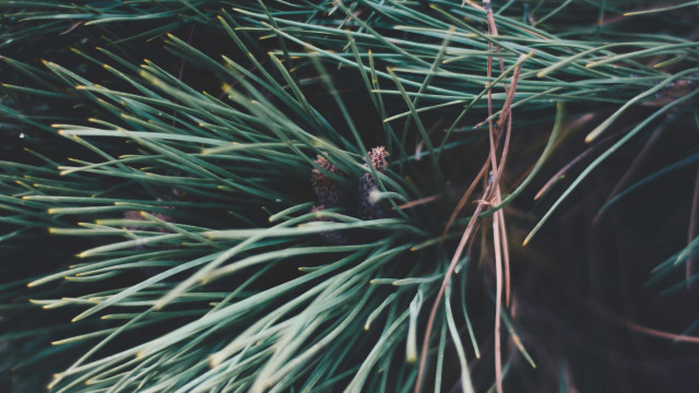 Pine tree pinecone forest bamboo free wallpaper - medium preview image