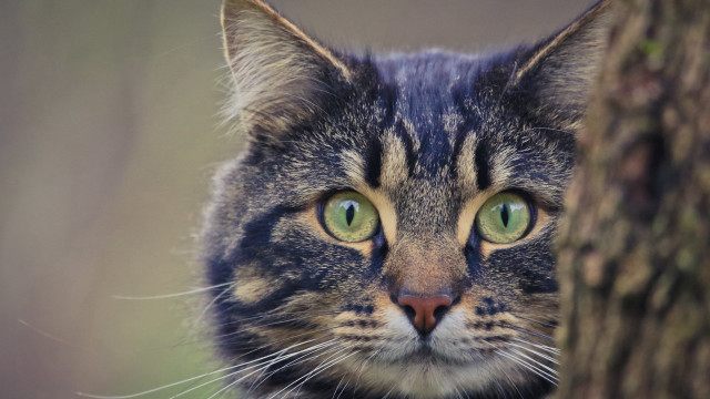 Black cat green eyes behind #2 free wallpaper - medium preview image