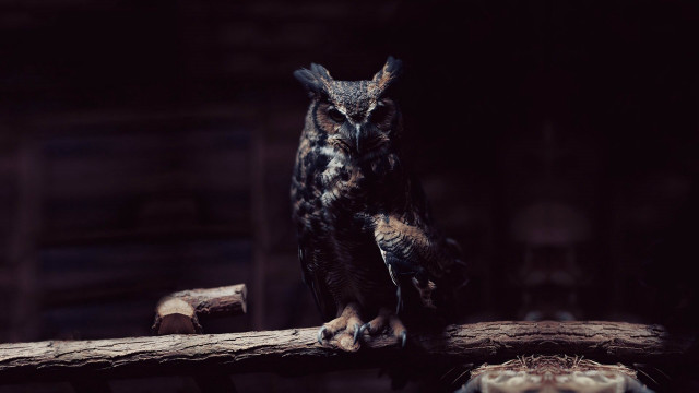 Owl branch dark room wood free wallpaper - medium preview image