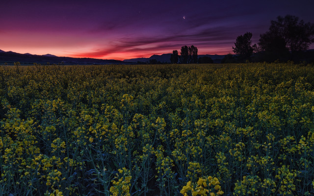 Flower field sunset mountains pink free wallpaper - medium preview image