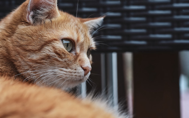 Cat sitting table blurry background free wallpaper for desktop - medium preview image