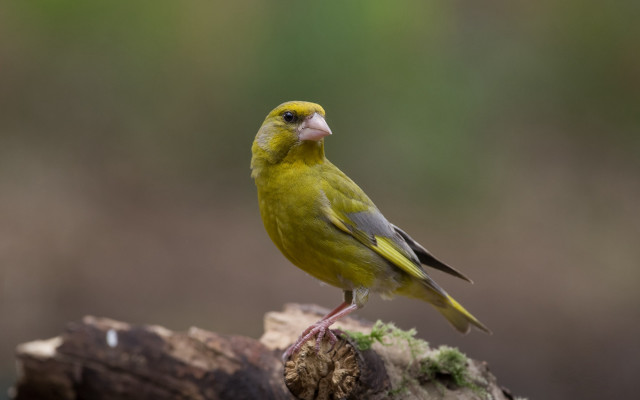 Yellow bird perched branch woods #2 free wallpaper - medium preview image