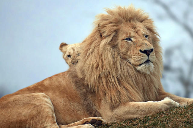 Large lion small lion hill free wallpaper - medium preview image