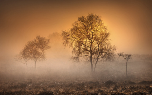 Foggy field trees bushes sunset free wallpaper - medium preview image