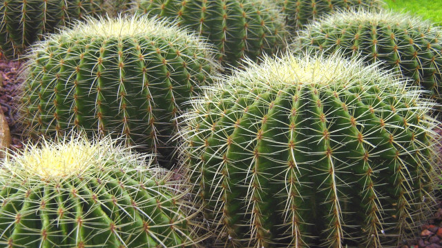 Cactus garden needles greengrass blue free wallpaper - medium preview image