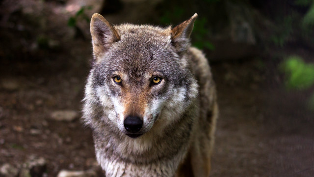Wolf woods blurry background sharp free wallpaper - medium preview image