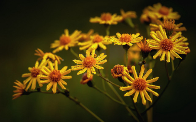 Yellow flower blurry macro sunset free wallpaper - medium preview image