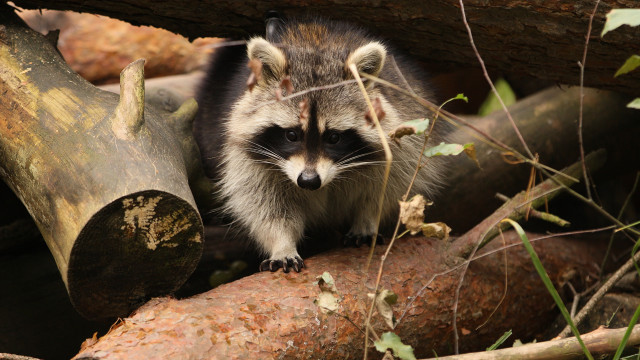 Raccoon branch woods fallen logs free wallpaper - medium preview image