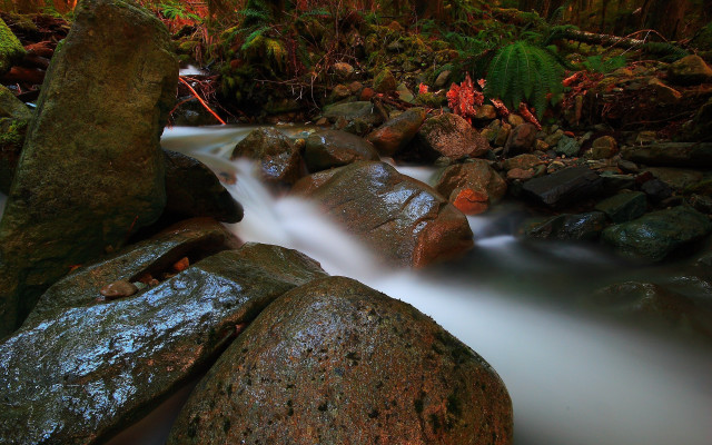 Stream water rocks forest fern free wallpaper - medium preview image