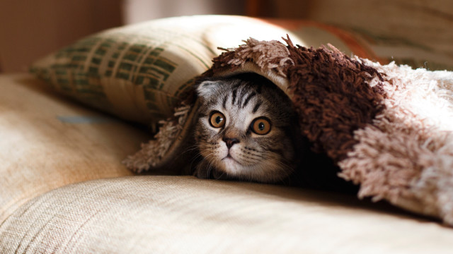 Cat hiding blanket couch pillows free wallpaper - medium preview image