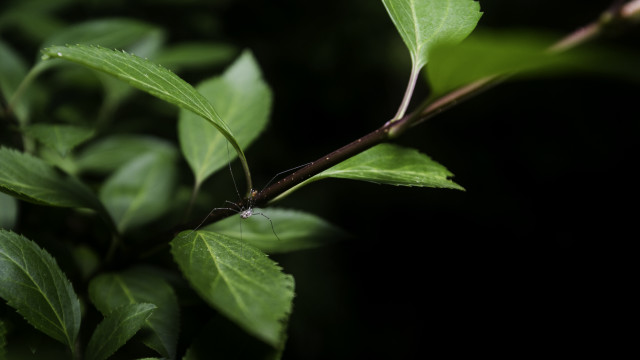 Branch leaves bug macro blurry free wallpaper - medium preview image