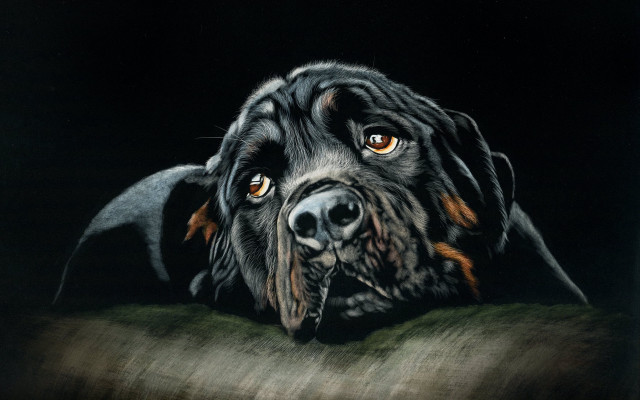 Dog brown eyes black background #2 free wallpaper - medium preview image
