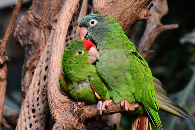 Green parrots biting beak artist free wallpaper - medium preview image