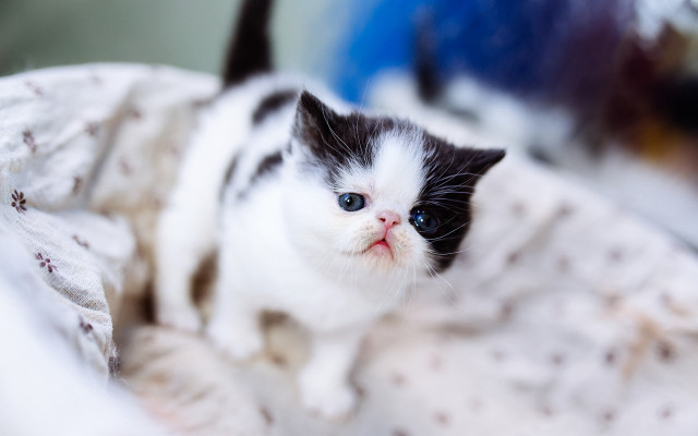 Black white kitten blanket sad free wallpaper - medium preview image