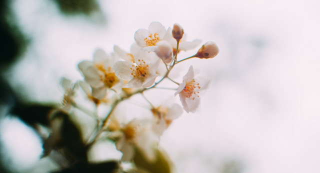 White daisy flower shallow depth #2 free wallpaper - medium preview image