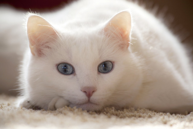 White kitten blue eyes curious #8 free wallpaper - medium preview image