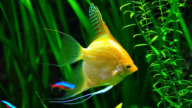 Yellow fish green aquarium plants free wallpaper - medium preview image