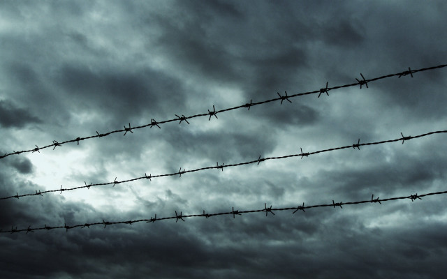 Barbed wire fence bird cloudy free wallpaper - medium preview image