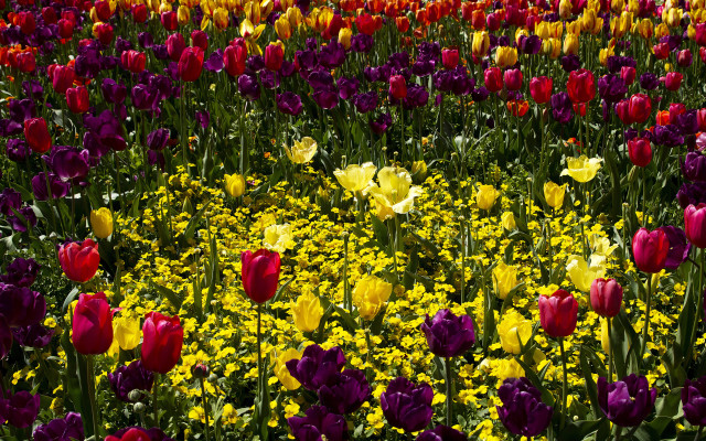 Flower field vivid colors purple free wallpaper - medium preview image