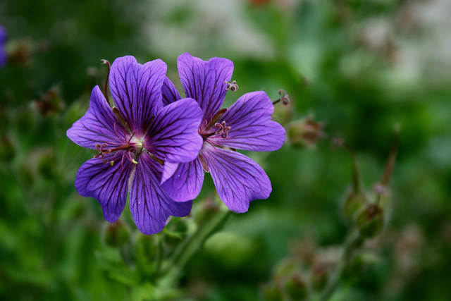 Purple flower green background macro #2 free wallpaper - medium preview image