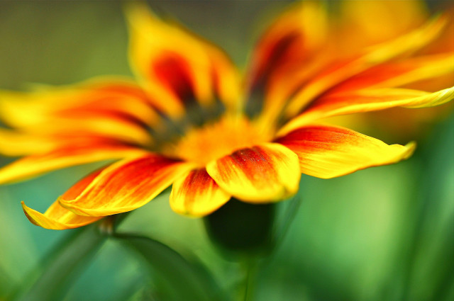 Flower blurry background macro orange #2 free wallpaper for desktop - medium preview image