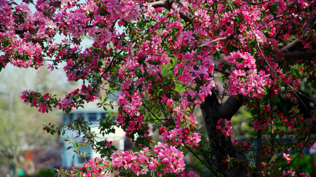 Pink cherry blossom tree park free wallpaper - medium preview image