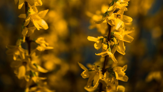 Yellow flower closeup blurry background free wallpaper - medium preview image